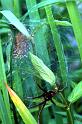 Dolomedes_plantarius_P1515_Z_75_Les Gris_Frankrijk